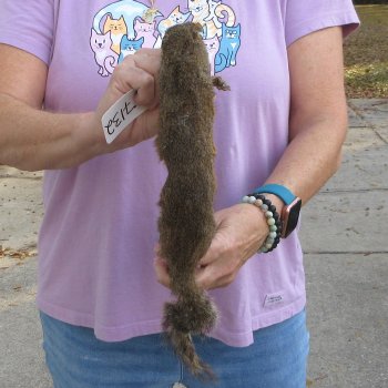 Buy this Preserved Full-Body Squirrel For $35 