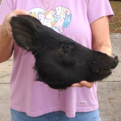 14" Preserved Georgia Wild Boar / Hog Head - $40