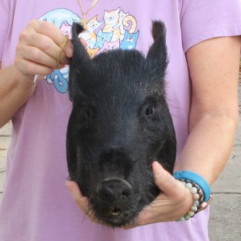 14" Preserved Georgia Wild Boar / Hog Head - $40