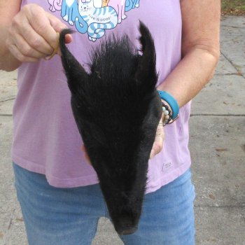 14" Preserved Georgia Wild Boar / Hog Head - $40