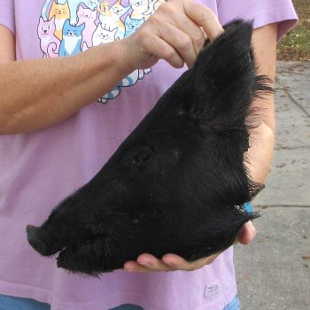 14" Preserved Georgia Wild Boar / Hog Head - $40