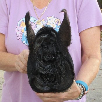 14" Preserved Georgia Wild Boar / Hog Head - $40