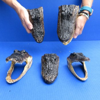 5 pc lot of 6 to 8 inch  B-Grade Alligator Heads - for $30/lot