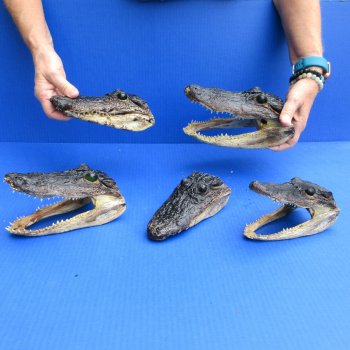 5 pc lot of 6 to 8 inch  B-Grade Alligator Heads - for $30/lot
