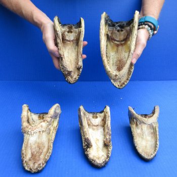 5 pc lot of 6 to 8 inch  B-Grade Alligator Heads - for $30/lot