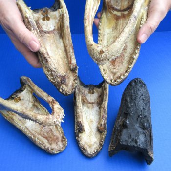 5 pc lot of 6 to 8 inch  B-Grade Alligator Heads - for $30/lot