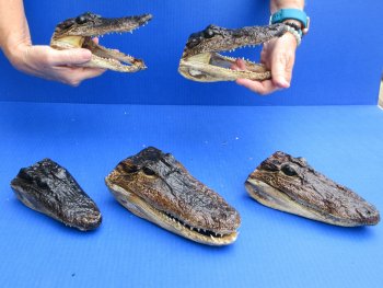 5 pc lot of 6 to 8 inch  B-Grade Alligator Heads - for $30/lot