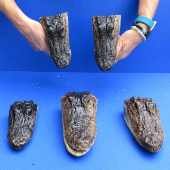 5 pc lot of 6 to 8 inch  B-Grade Alligator Heads - for $30/lot