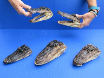 5 pc lot of 6 to 8 inch  B-Grade Alligator Heads - for $30/lot