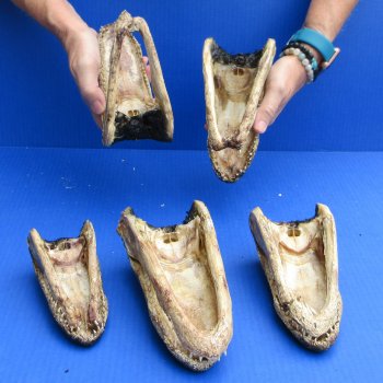 5 pc lot of 6 to 8 inch  B-Grade Alligator Heads - for $30/lot