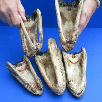 5 pc lot of 6 to 8 inch  B-Grade Alligator Heads - for $30/lot