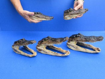 5 pc lot of 6 to 8 inch  B-Grade Alligator Heads - for $30/lot