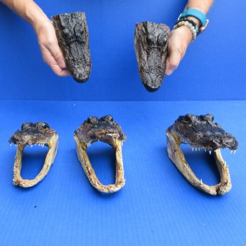 5 pc lot of 6 to 8 inch  B-Grade Alligator Heads - for $30/lot