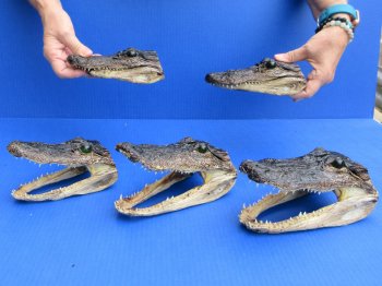 5 pc lot of 6 to 8 inch  B-Grade Alligator Heads - for $30/lot
