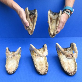 5 pc lot of 6 to 8 inch  B-Grade Alligator Heads - for $30/lot