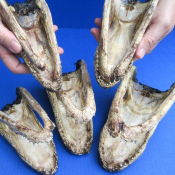 5 pc lot of 6 to 8 inch  B-Grade Alligator Heads - for $30/lot