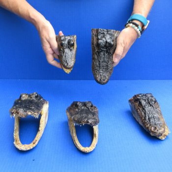 5 pc lot of 5 to 8 inch  B-Grade Alligator Heads - for $30/lot