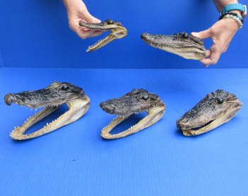 5 pc lot of 5 to 8 inch  B-Grade Alligator Heads - for $30/lot