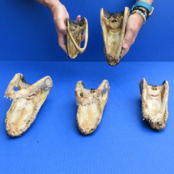 5 pc lot of 5 to 8 inch  B-Grade Alligator Heads - for $30/lot