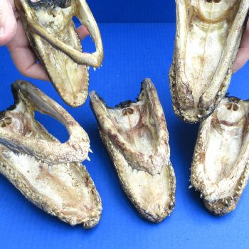 5 pc lot of 5 to 8 inch  B-Grade Alligator Heads - for $30/lot