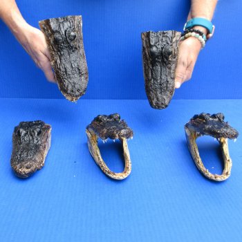 5 pc lot of 6 to 8 inch  B-Grade Alligator Heads - for $30/lot