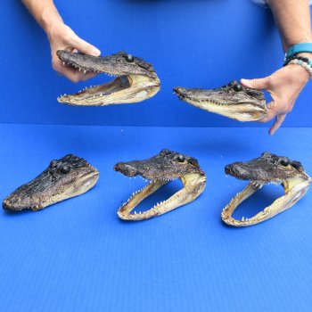 5 pc lot of 6 to 8 inch  B-Grade Alligator Heads - for $30/lot