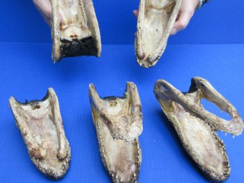 5 pc lot of 6 to 8 inch  B-Grade Alligator Heads - for $30/lot