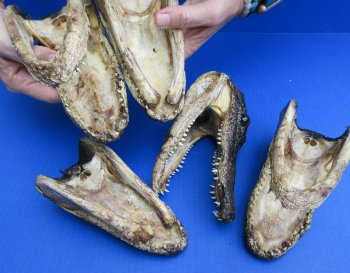 5 pc lot of 6 to 8 inch  B-Grade Alligator Heads - for $30/lot