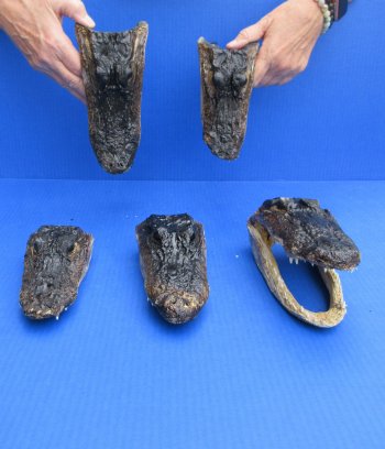 5 pc lot of 6 to 8 inch  B-Grade Alligator Heads - for $30/lot