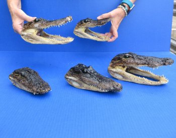 5 pc lot of 6 to 8 inch  B-Grade Alligator Heads - for $30/lot