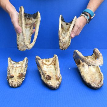 5 pc lot of 6 to 8 inch  B-Grade Alligator Heads - for $30/lot