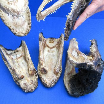 5 pc lot of 6 to 8 inch  B-Grade Alligator Heads - for $30/lot