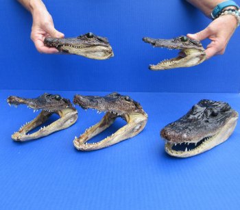 5 pc lot of 6 to 8 inch  B-Grade Alligator Heads - for $30/lot