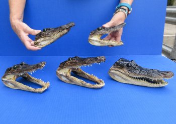 5 pc lot of 6 to 8 inch  B-Grade Alligator Heads - for $30/lot
