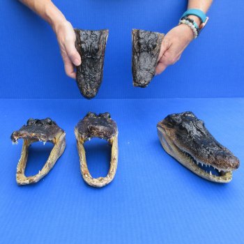5 pc lot of 6 to 8 inch  B-Grade Alligator Heads - for $30/lot