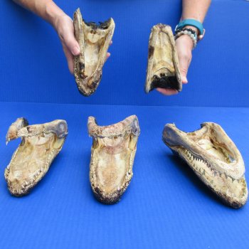5 pc lot of 6 to 8 inch  B-Grade Alligator Heads - for $30/lot