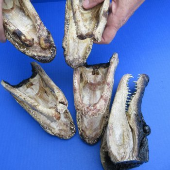 5 pc lot of 6 to 8 inch  B-Grade Alligator Heads - for $30/lot