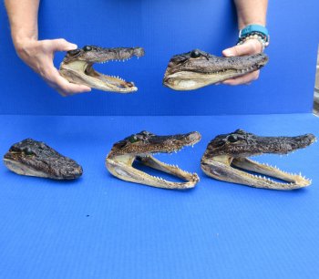 5 pc lot of 5-3/4 to 8 inch  B-Grade Alligator Heads - for $30/lot