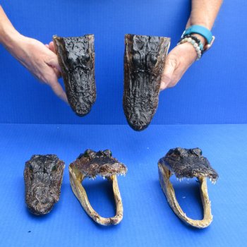 5 pc lot of 5-3/4 to 8 inch  B-Grade Alligator Heads - for $30/lot