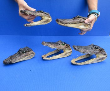 5 pc lot of 5-3/4 to 8 inch  B-Grade Alligator Heads - for $30/lot