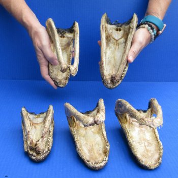 5 pc lot of 5-3/4 to 8 inch  B-Grade Alligator Heads - for $30/lot