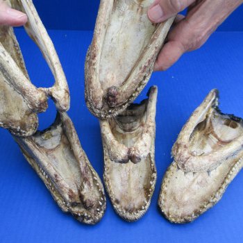 5 pc lot of 5-3/4 to 8 inch  B-Grade Alligator Heads - for $30/lot