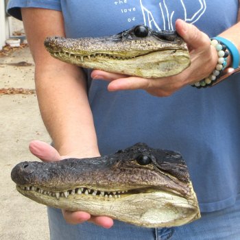 Buy Now 6-1/2" & 9" Closed Mouth Alligator Heads, 2pc lot - $15