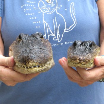 Buy Now 6-1/2" & 9" Closed Mouth Alligator Heads, 2pc lot - $15