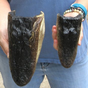 Buy Now 6-1/2" & 9" Closed Mouth Alligator Heads, 2pc lot - $15