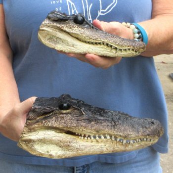 Buy Now 6-1/2" & 9" Closed Mouth Alligator Heads, 2pc lot - $15