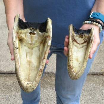 Buy Now 6-1/2" & 9" Closed Mouth Alligator Heads, 2pc lot - $15