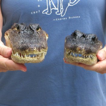 Buy Now 7-1/2" & 8-1/2" Closed Mouth Alligator Heads, 2pc lot  - $15