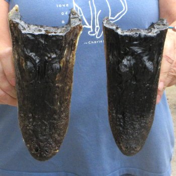 Buy Now 7-1/2" & 8-1/2" Closed Mouth Alligator Heads, 2pc lot  - $15