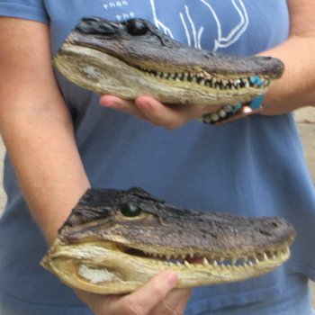 Buy Now 7-1/2" & 8-1/2" Closed Mouth Alligator Heads, 2pc lot  - $15